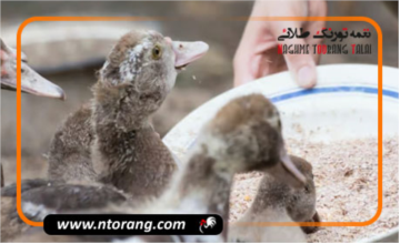 بهترین تغذیه برای پرورش جوجه اردک
